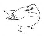 Swainson's thrush, pen and ink
