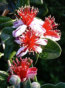 Guava blossom