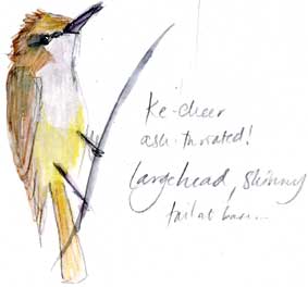 Ash-throated flycatcher, watercolor and colored pencil