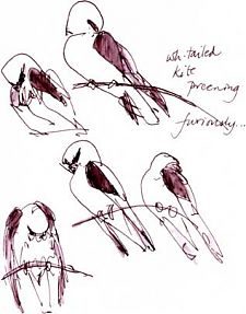 White-tailed kite, pen and ink