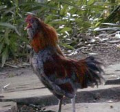Backyard rooster Backyard rooster