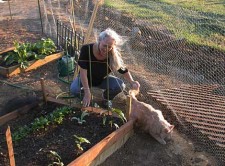 cat in vegetable garden