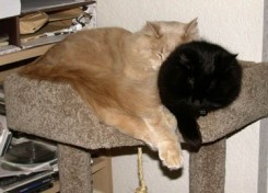 Kitties on their new furniture Kitties on their new furniture
