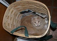 Charlie in the newspaper basket Charlie in the newspaper basket