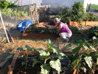 working on chard working on chard