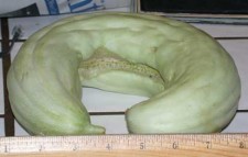 Is it a cucumber? a squash? a melon?