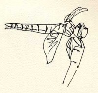 Variegated meadowhawk sketch Variegated meadowhawk sketch