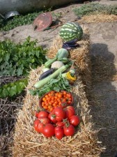 Harvest from the garden Harvest from the garden