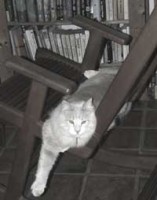 Charlie in the rocking chair Charlie in the rocking chair