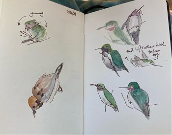 pen and wash drawings of two hummingbirds with notes about paper, materials