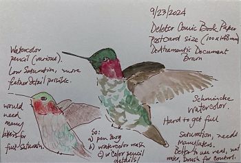pen and wash drawings of hummingbirds and a mourning dove