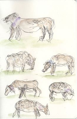 A series of pen and wash sketches of sheep in a portrait format sketchbook