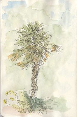 A pen and wash sketch of a small palm tree.