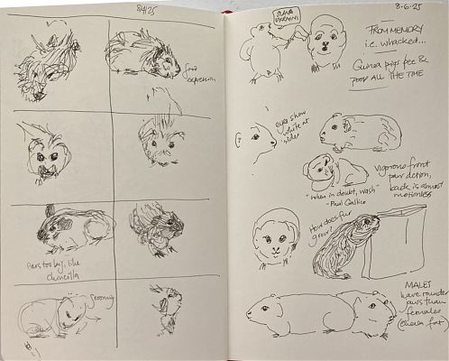 two-page spread featuring multiple pen-and-ink sketches of guinea pigs