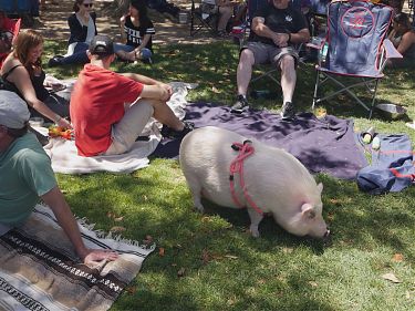 A photo of a rotund white pig in a harness on a lawn surrounded by seated groups of people.