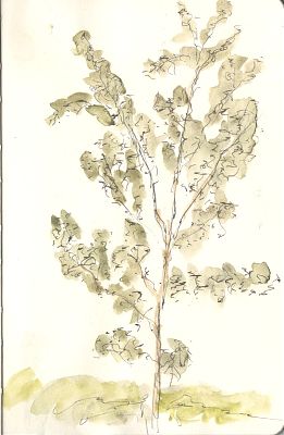 A pen and wash sketch of a spindly young tree with grey-green foliage