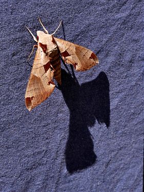 A photo of a large brown moth with dark brown patterning on a faded blue bit of cotton fabric.