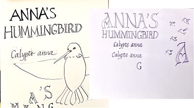 drawing of a humminbird with the words "Anna's Hummingbird and Calypte anna written out, and various lettering treatments of these words in pen
