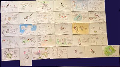photo of 31 pen and wash postcards about Anna's hummingbirds