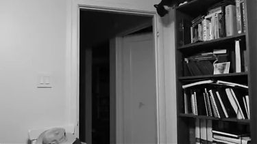 A monochrome image showing a cat poised on top of a bookcase.