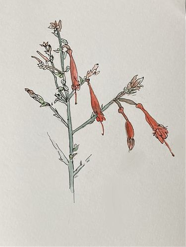 pen and wash drawing of California Fuchsia pen and wash drawing of California Fuchsia