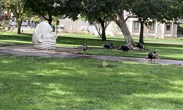 photo of university of California, Davis campus wih Robert Arneson Egglhead sculpture and turkeys photo of university of California, Davis campus wih Robert Arneson Egglhead sculpture and turkeys