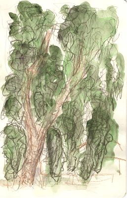 A color sketch showing a broadleaf tree with many hanging clumps of foliage.