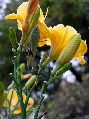 A photo of some yellow-orange lilies with a green mantis on them lying in wait upside down 