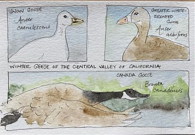 pen and wash drawings of three species of goose found in the California Central Valley in winter