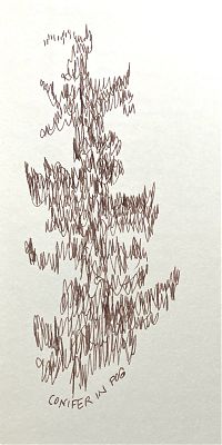 fast pen sketch of a conifer in fog