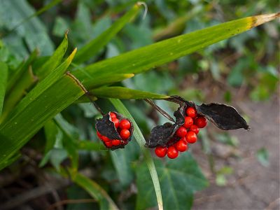 An photo of a monocot plant with leaves running diagonally across the frame and two clusters of bright red berries in the middle .