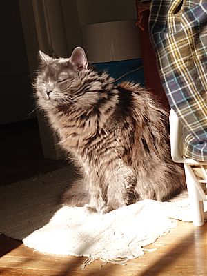 A photo of a fluffy brownish-gray cat sitting upright in a sunbeam. Her eyes are mostly closed.