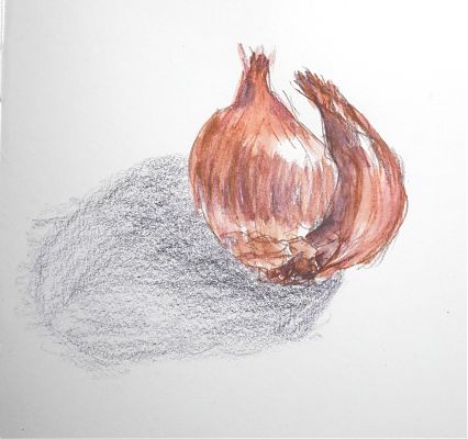 A colored pencil sketch of a shallot with two sections.