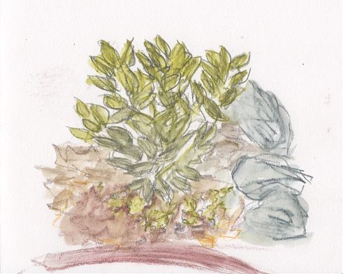 A colored pencil sketch showing a small shrub with ovate leaves which are yellowish-green near its top.