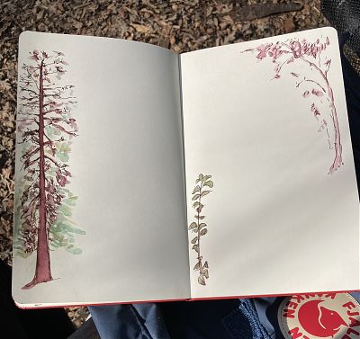 pen and wash drawing of a redwood, a redbud, and a redcurrant