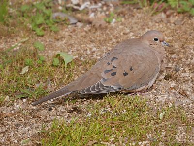 A photo of a mourning dove resting on the ground.