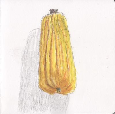 An ink and watercolor crayon sketch of a delicata squash.
