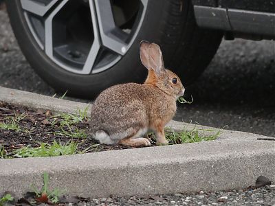 A photo of a reddish-brown rabbit eating some grass while sitting on some ground next to a curb. The tire of a car is in the background.