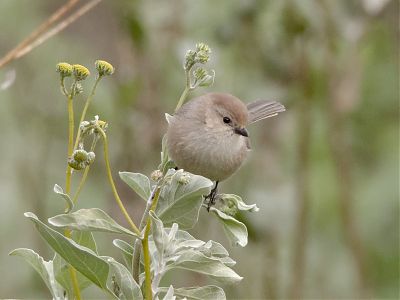 A photo of a small and round gray-brown bird perched on the stem of a shrub