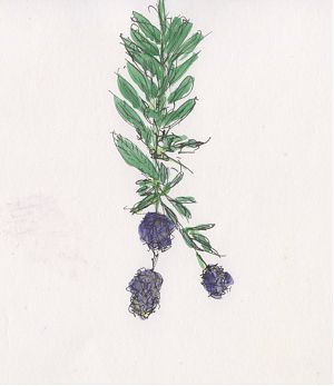 A pen and wash sketch of a branch tip of a shrub with three violet flower clusters at the end.
