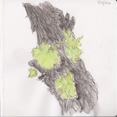 An ink, colored pencil, and watercolor sketch of a grapevine branch and new foliage.