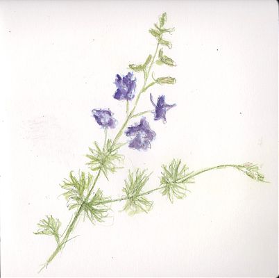 A colored pencil and wash sketch of a plant stem with four violet flowers towards its apex.