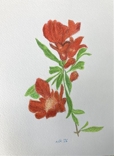 colored pencil drawing of pomegranate blossom