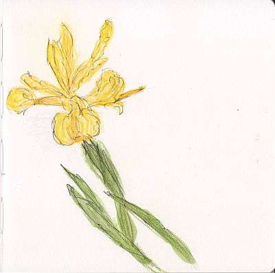 A line and watercolor wash sketch of a yellow iris.