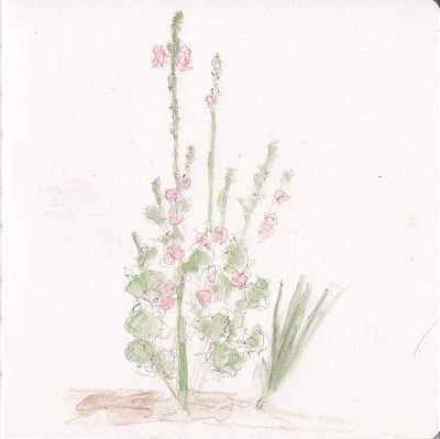 A line and wash of several hollyhocks with tall stems which are bearing pinkish flowers.