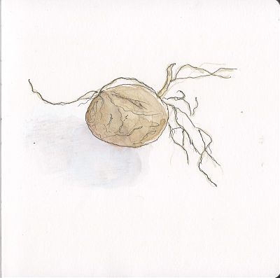 A pen and wash sketch of a potato.
