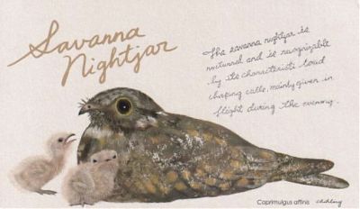 photo of a postcard with a Savanna nightjar