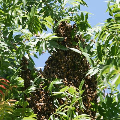 A photograph of a bee swarm amidst the compound pinnate leaves of a sumac tree.