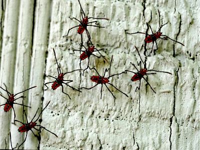 A photograph of seven small red and black insects on a textured white surface.