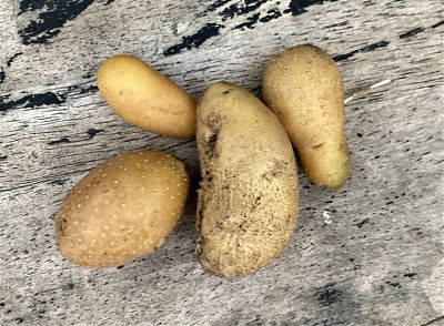 photo of four fingerling potatoes